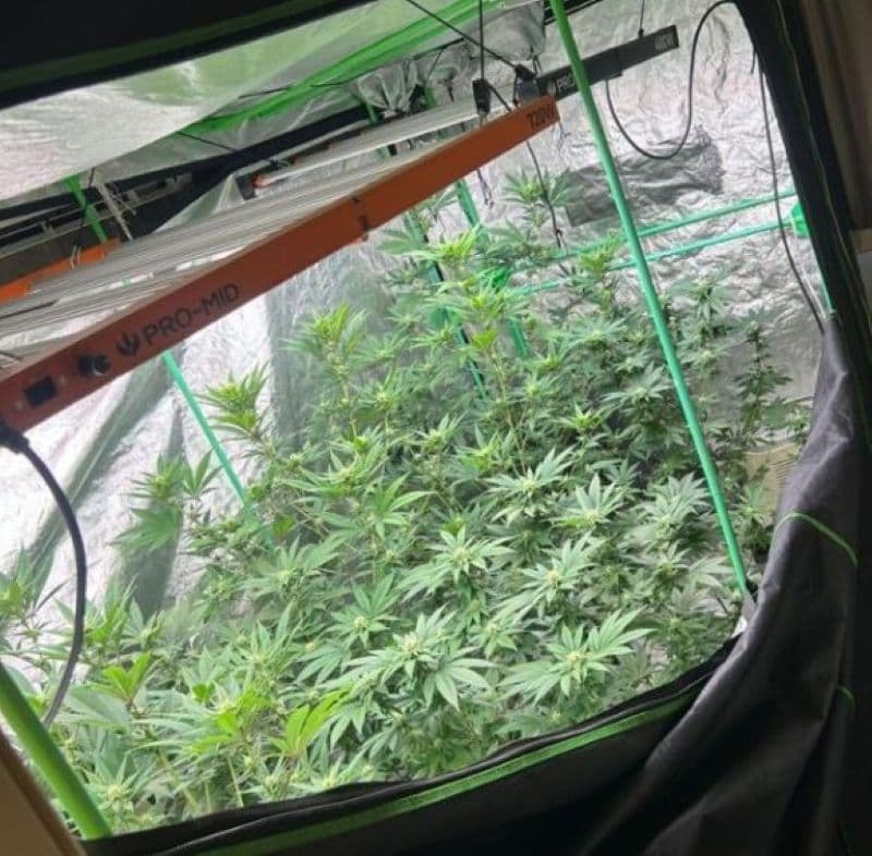 Homem que mantinha estufa para produção de maconha em Biguaçu é preso pelo Bope