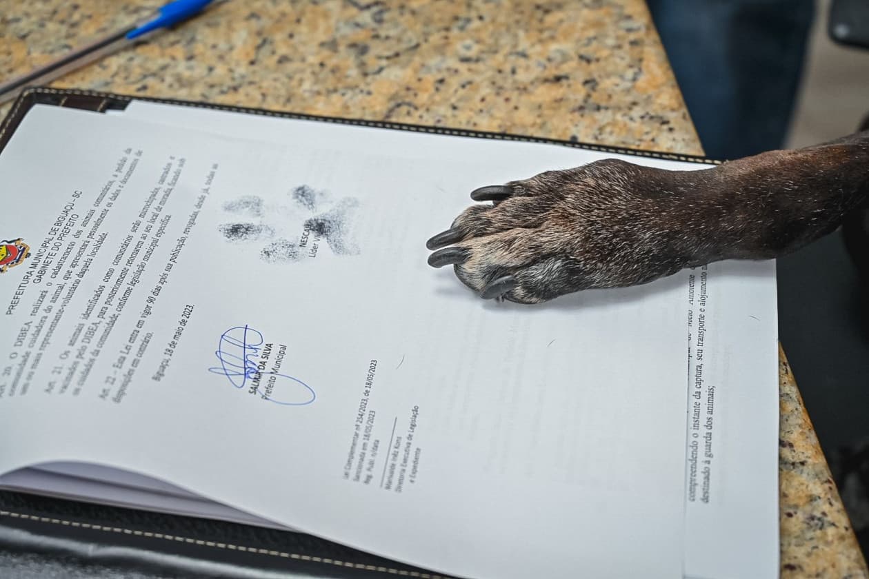 Prefeitura de Biguaçu abre licitação para construir clínica veterinária e sede do Dibea